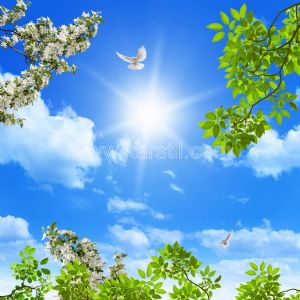 Gökyüzü-Yeşil Yapraklı Ağaç Dalı