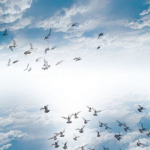 Gökyüzü-Uçan Kuşlar