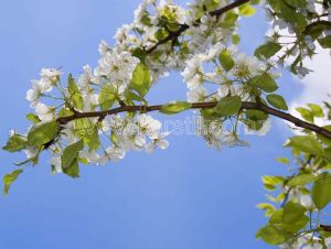 İlkbahar-Çiçekli-Erik-Ağacı-Gökyüzülü