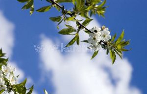 Gökyüzülü-İlkbahar-Çiçekli-Kiraz-Ağacı