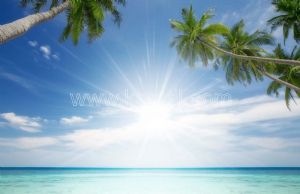 Gökyüzü-Güneş-Işığı-Palmiye-Deniz
