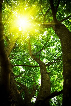 Güneş-Orman