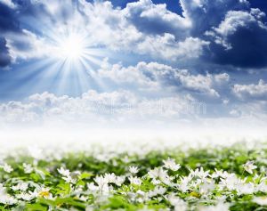 Güneş-Bulut-Beyaz Çiçek