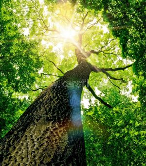 Güneş Işığı-Ağaç