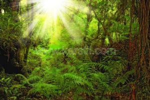 Güneş Işığı-Orman