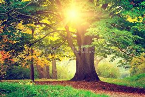 Güneş Işığı-Yeşil Ağaç