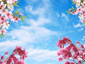 Gökyüzü-Pembe Begonvil Çiçekli