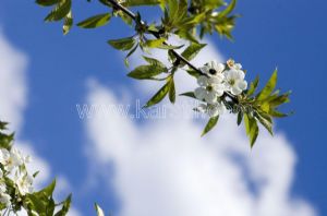 Gökyüzü-Erik Çiçeği