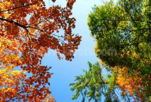 Gökyüzü-Renkli-Sonbahar-Ağaç