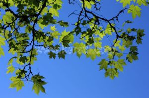 Gökyüzü-Yeşil-Akasya Yaprağı