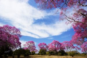 Gökyüzü-Pembe Çiçekli Ağaçlar
