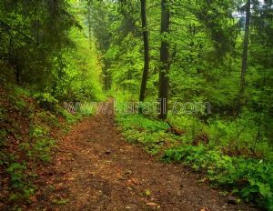 Orman Yürüyüş Yolu