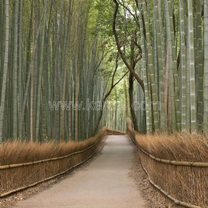 Bambu Korusu