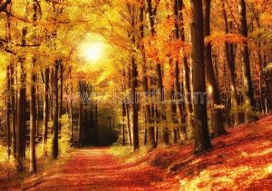 Günbatımı-Sonbahar-Orman