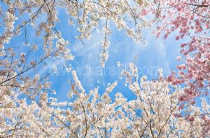 Gökyüzü-BeyazPembe Çiçekli-Bahar Dalı