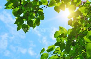 Gökyüzü-Güneşli- Yeşil Yapraklı Ağaç