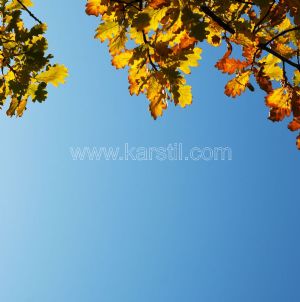 Gökyüzü-Sonbahar-Ağaç