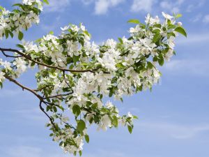 Gökyüzü-Beyaz Erik Çiçeği