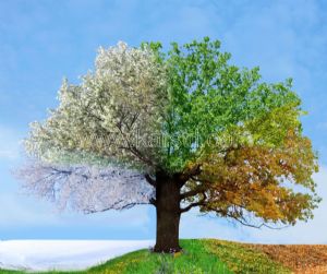 Gökyüzü-Mevsim Geçişli Ağaç