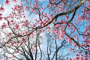 Gökyüzü-Pembe Çiçekli Ağaç Dalları