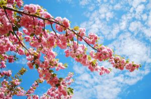 Gökyüzü-Pembe Çiçek Dalları