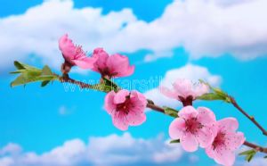 Gökyüzü-Bulutlu-Pembe Çiçek