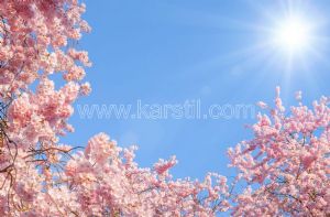 Gökyüzü-Pembe Çiçekli-Bahar Dalı