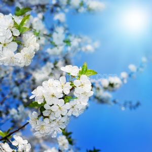Gökyüzü-Beyaz Erik Çiçeği