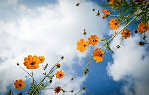 Gökyüzü-Güneşli-Gelincik Çiçeği