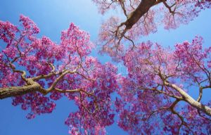 Gökyüzü-Pembe Ağaç