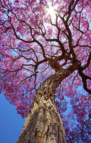 Gökyüzü-3 Boyutlu Pembe Ağaç