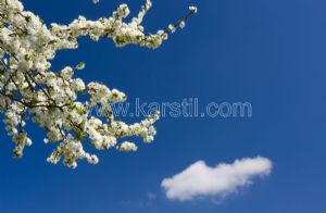 Gökyüzü-Beyaz Çiçekli-Kiraz Çiçeği