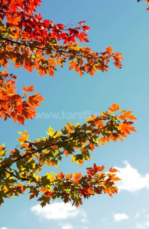Gökyüzü-Sonbahar-Çınar Yaprağı