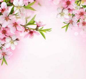 Gökyüzü-Pembe Kiraz Çiçeği
