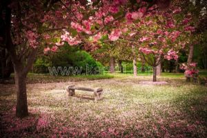 Pembe Çiçekli Park Alanı