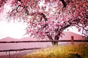 Pembe Çiçekli Ağaç