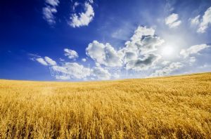 Gökyüzü-Buğday Tarlası