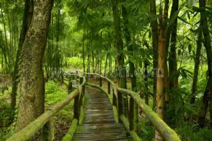 Yeşil Orman-Tahta Merdivenli Yürüme Yolu