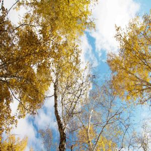 Gökyüzü-Sonbahar Ağacı