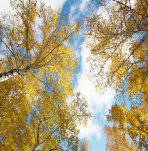 Gökyüzü-Sonbahar-Ağacı