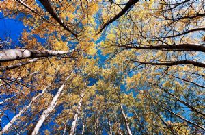 Gökyüzü-3 Boyutlu-Sonbahar Ağacı