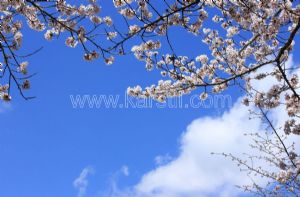 Gökyüzü-Bulutlu-Beyaz Çiçek Dalları