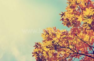 Gökyüzü-Sonbahar Çınar Yaprağı