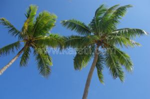 Gökyüzü-3 Boyutlu-Palmiye Ağaçları