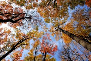 Gökyüzü-3 Boyutlu-Sonbahar Ağacı