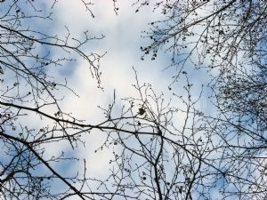 Gökyüzü-Kuru Ağaç Dalları