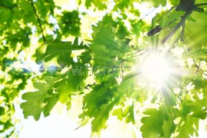Gökyüzü-Güneş Işığı-İncir Yaprağı