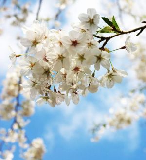 Gökyüzü-Beyaz Çiçekli-Bahar Dalı