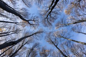 Gökyüzü-3 Boyutlu-Kuru Ağaçlar