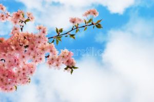 Gökyüzü-Kiraz Çiçeği